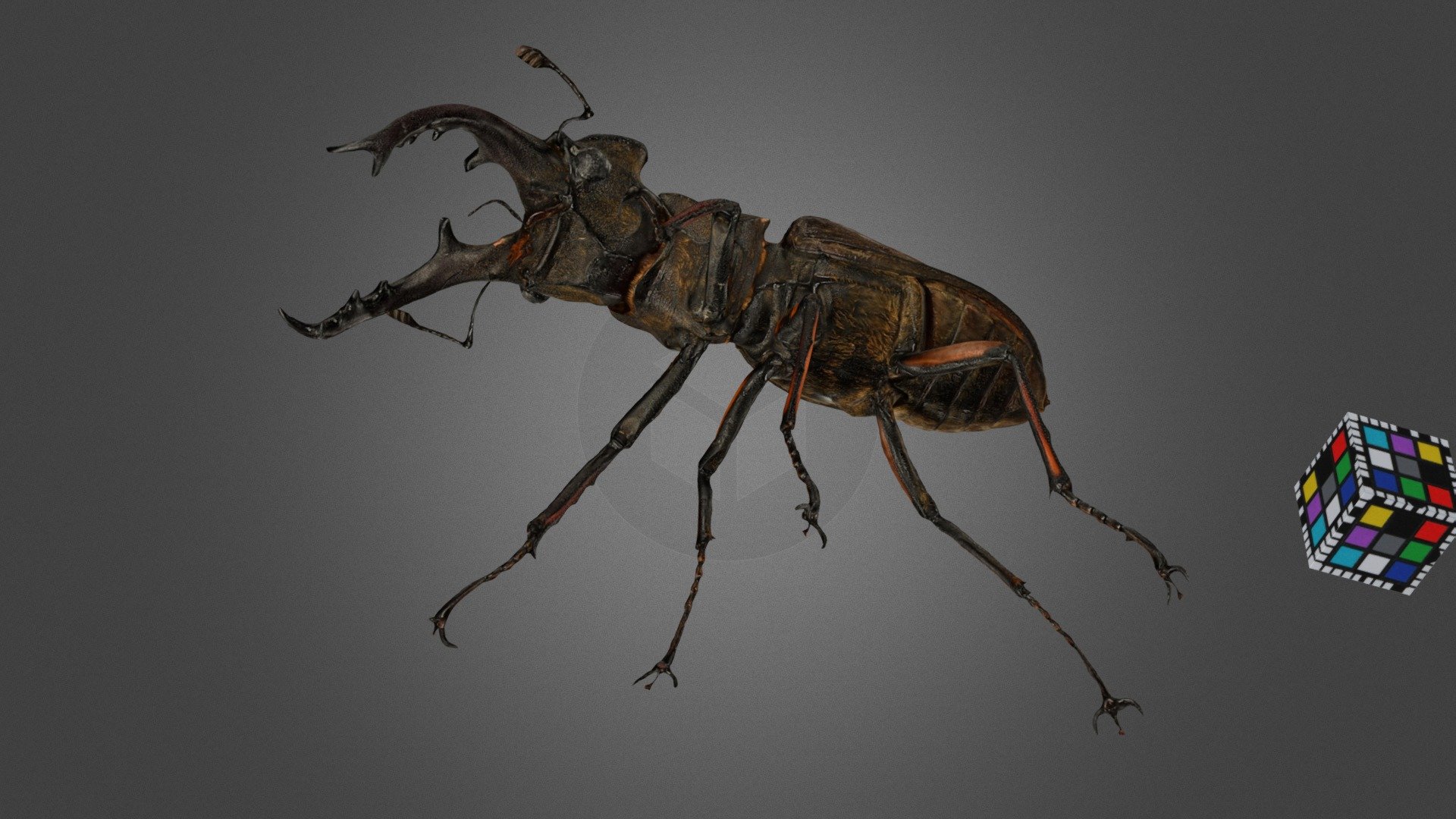 ミヤマクワガタ ♂ Mountain Stag Beetle - 3D model by ffish.asia