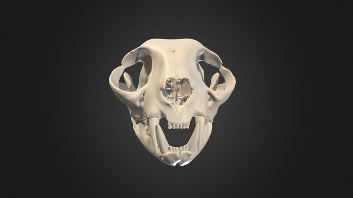 JK Cat Skull - Adult 3D Model