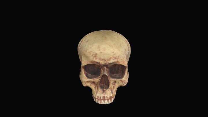 Cranium replica 3D Model