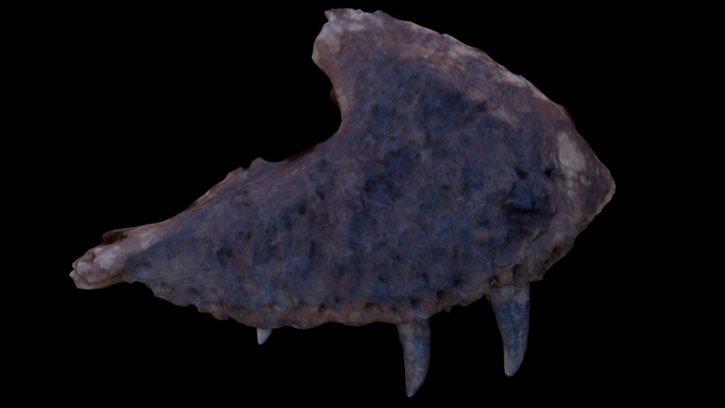 Maxilla Z-lo