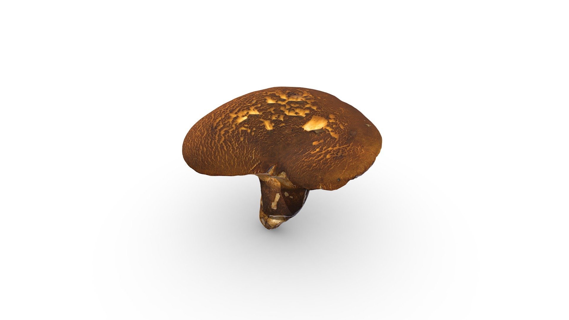 Brown Forest Mushroom - 3D model by RawCatalog.com (@rawcatalog) .