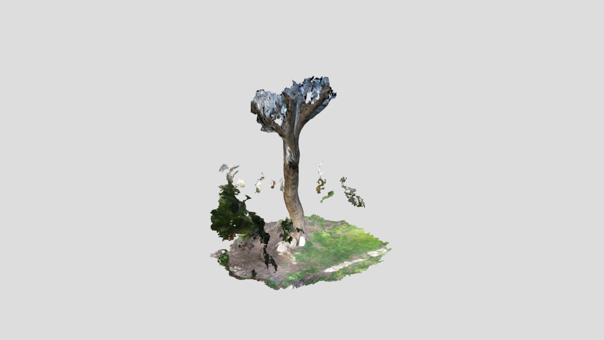 tree