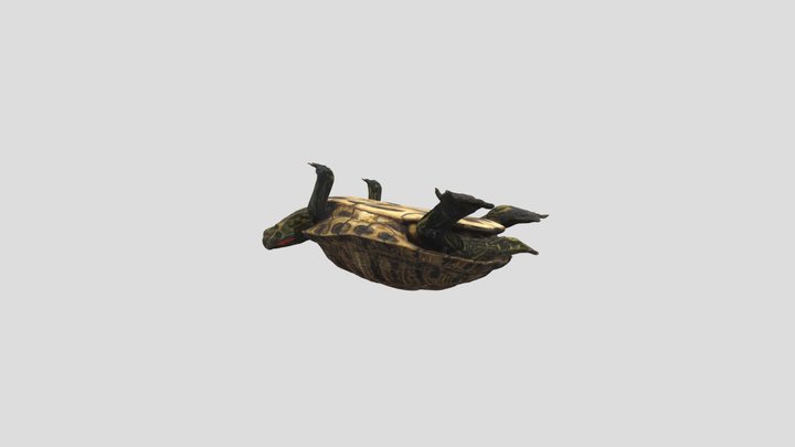 Trachemys scripta 3D Model