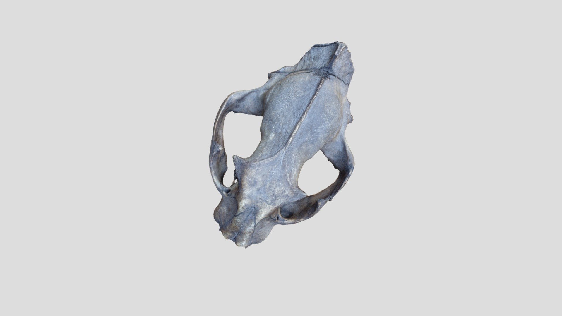'Lions' Skull