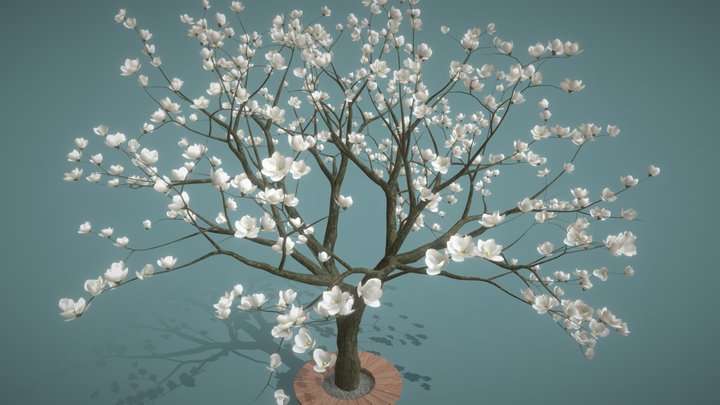 White magnolia tree (3D) 3D Model