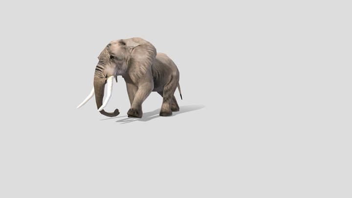 Elephant 3D Model High Poly  Game & Animation 3D Model