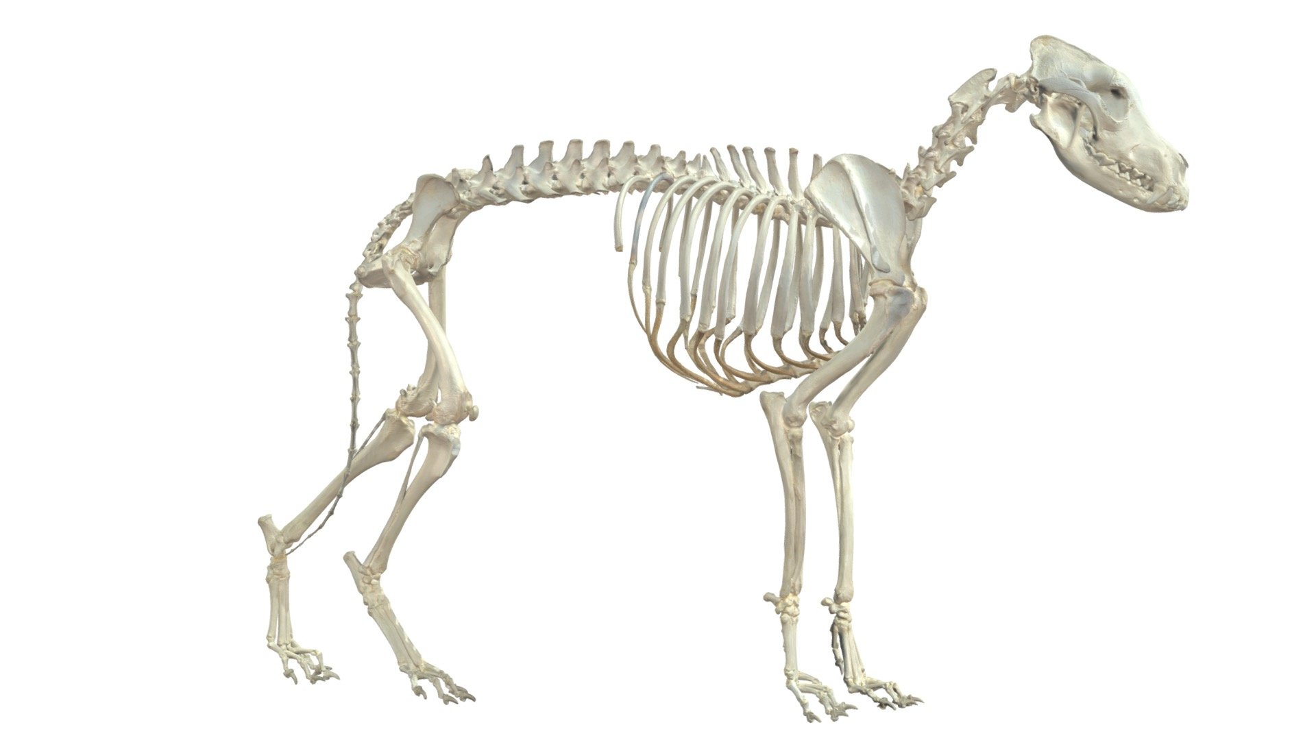Dog skeleton, Dog anatomy, Animal skeletons