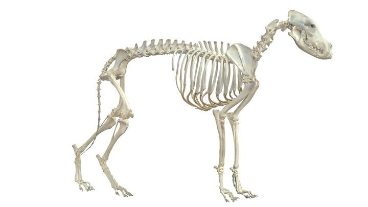 Dog, Skeleton 3D Model