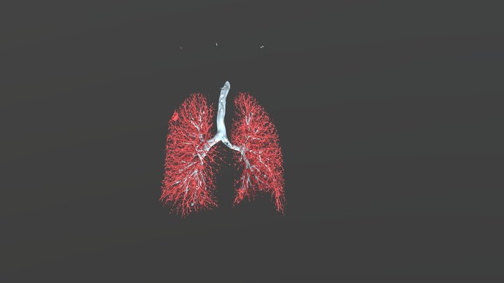 Lungs Vessels 3D Model