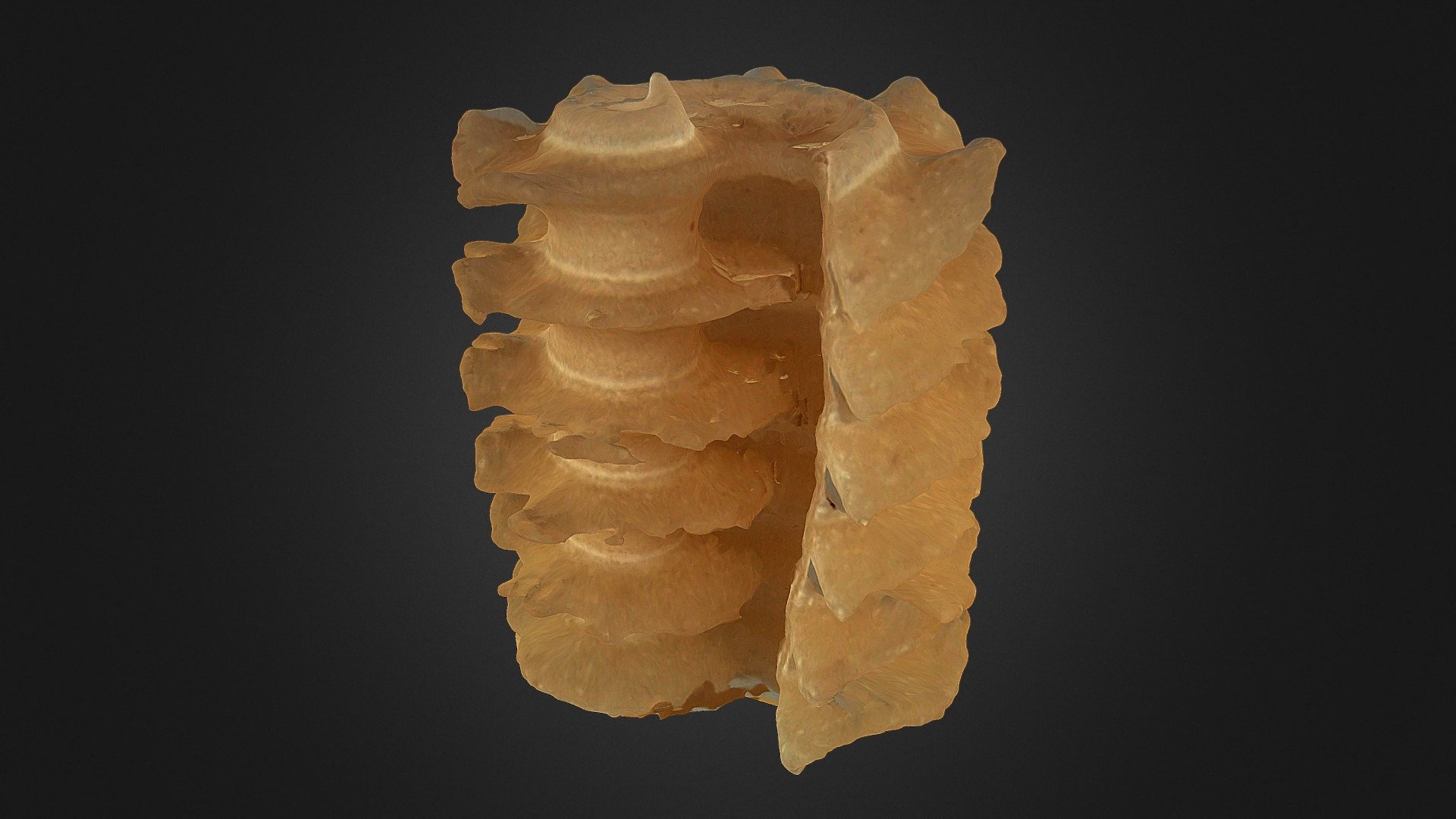 Spirelli noodle