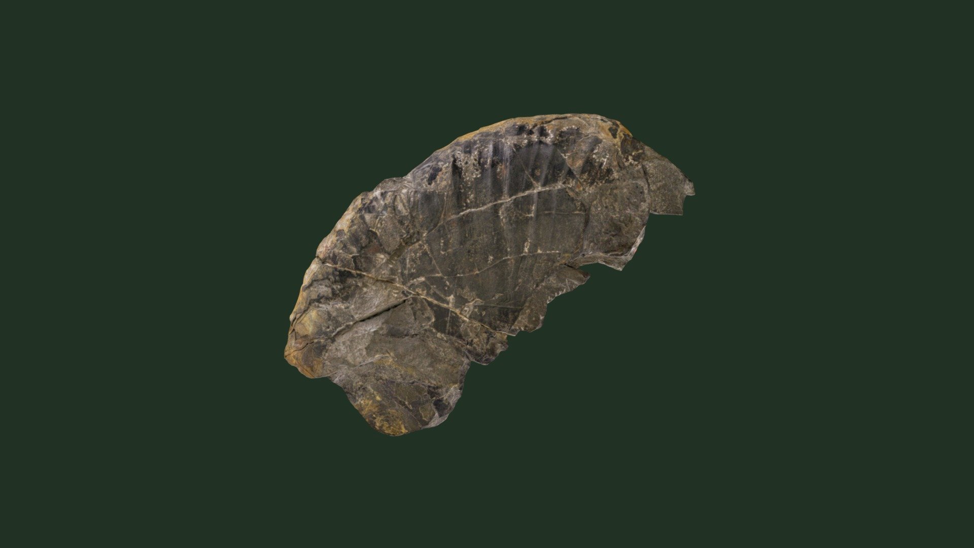 パキディスカス アワジエンシス　Pachydiscus awajiensis: Holotype