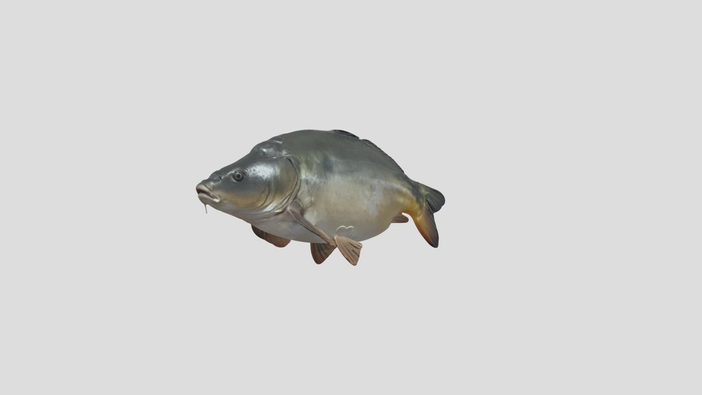 Mirror Carp