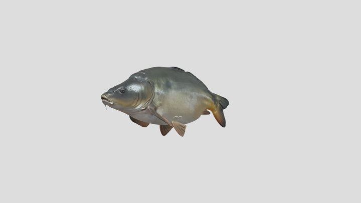 Mirror Carp – Gratis 3D-model STL