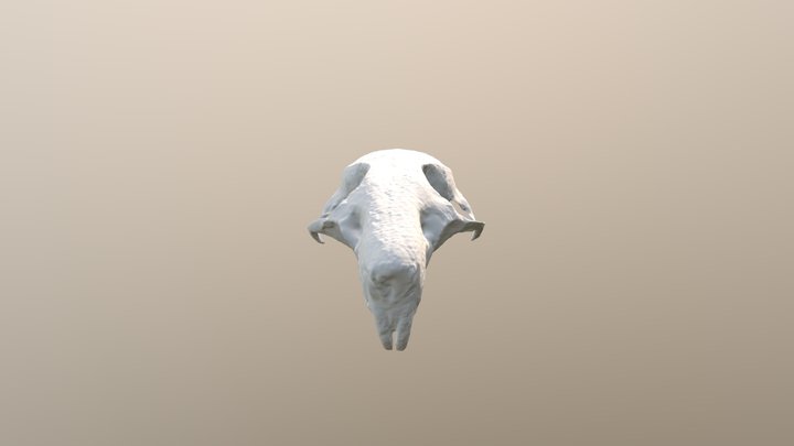 Melomys Skull 3D Model