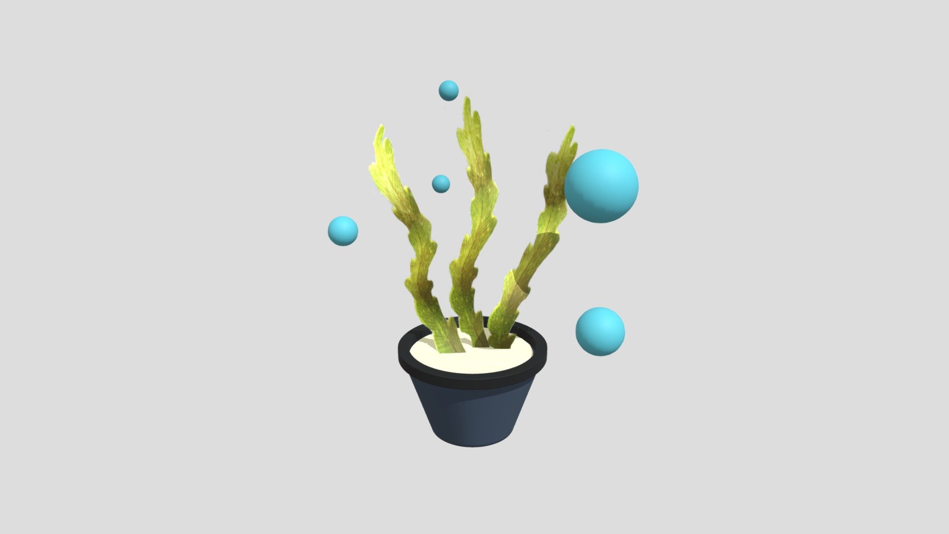 Seaweed