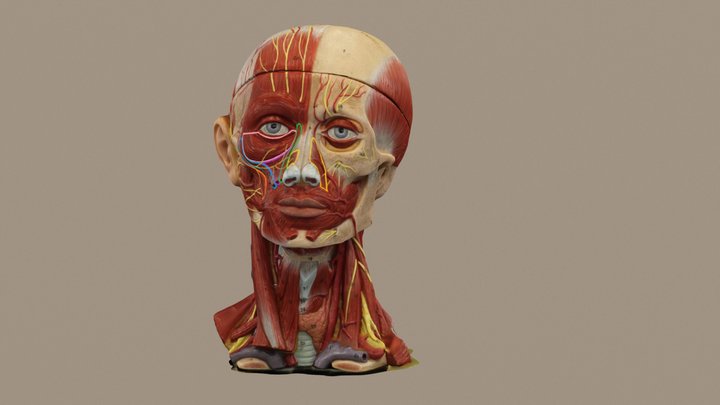 Zygomatic Branch 3D Model