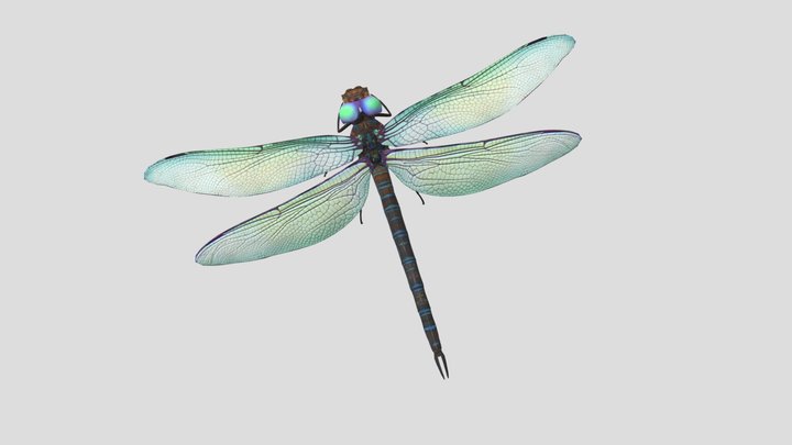 skull island dragonfly