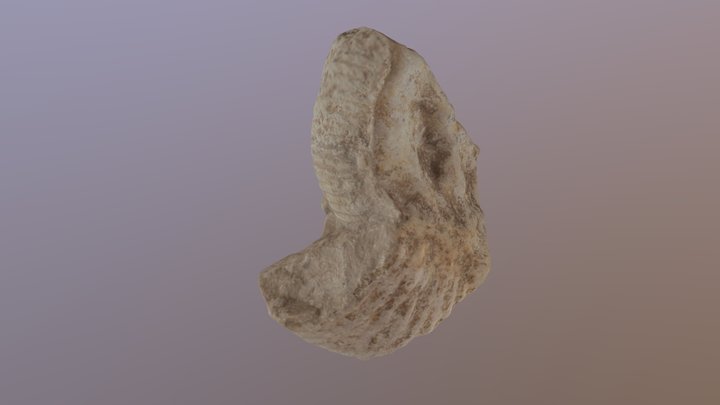 prehistoric shell 3D Model