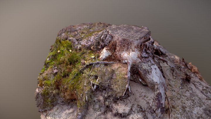 Tree stump on a small hill 3D Model