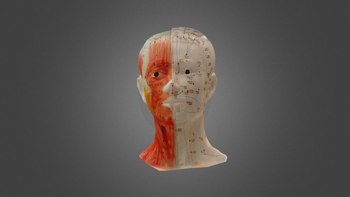 Head acupuncture model 3D Model