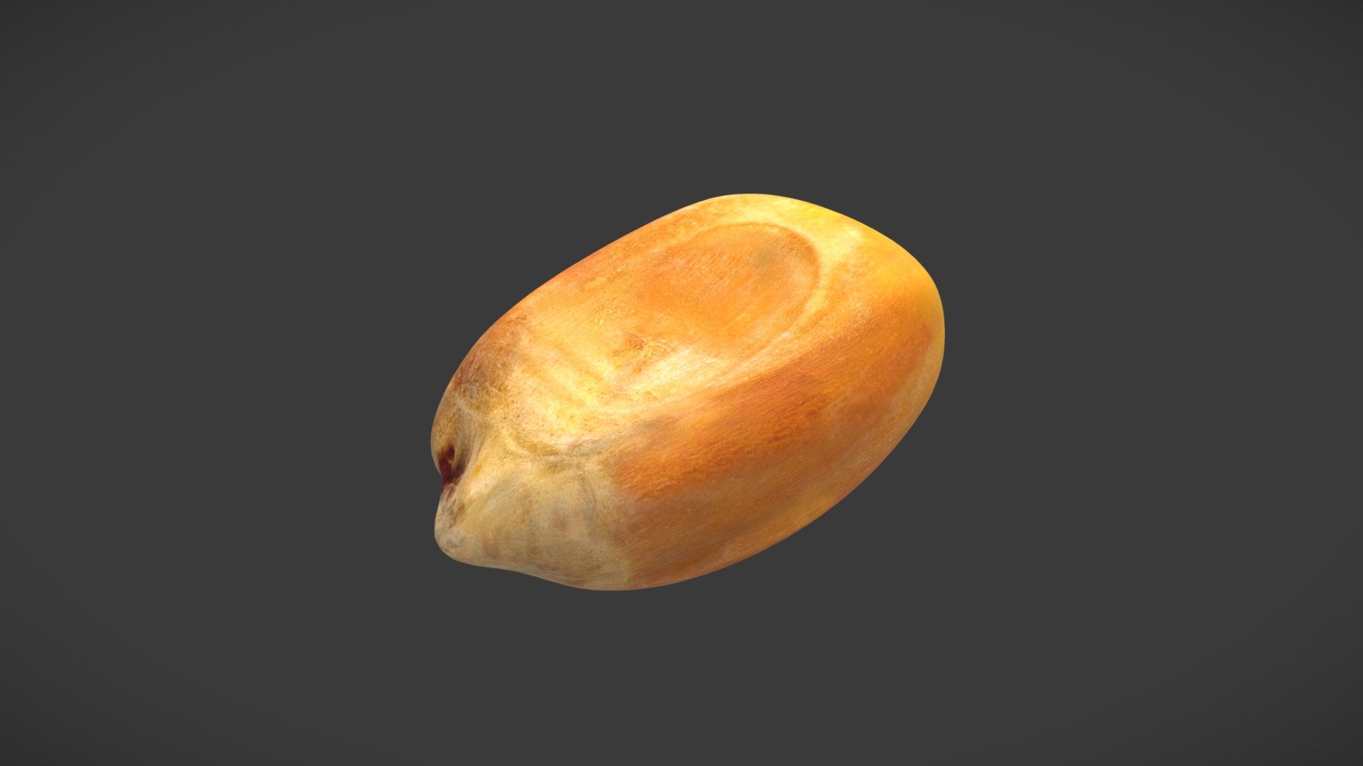 Field Corn - 3D model by Oregon State University | Ecampus [fbafc4f ...