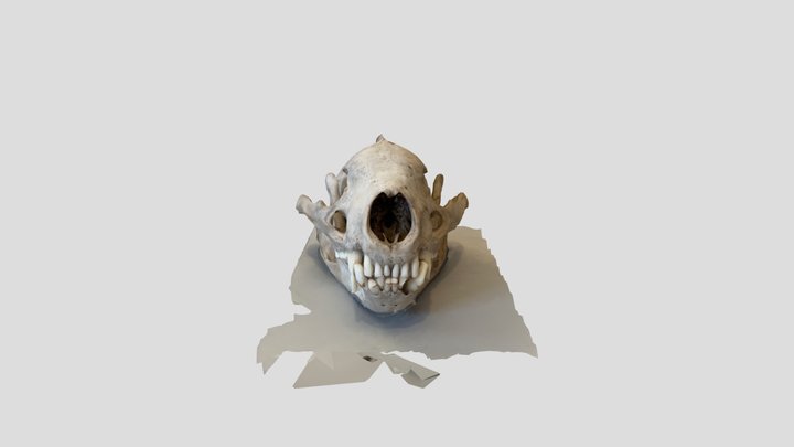 Badger Skull