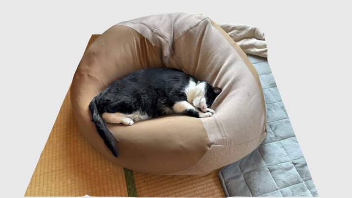 Sleeping on a cushion 3D Model