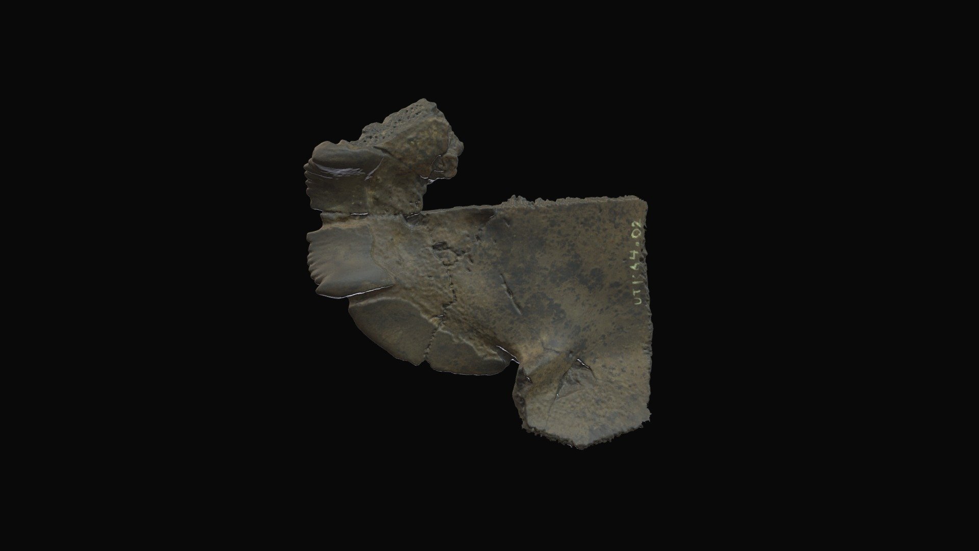 Slider turtle, plastron. Gray Fossil Site, TN. — Sketchfab embed 3D viewer