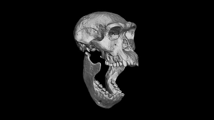 Homo Erectus Dmanisi Skull 3D Model