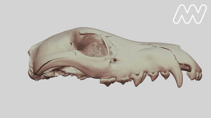 C5744.1 Juvenile Thylacine Skull 3D Model