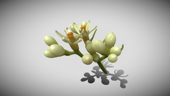 Gronovia scandens – Modello 3D gratuito STL