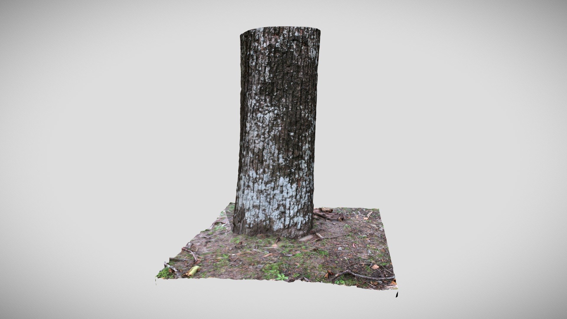 Tree, Leura Park NSW