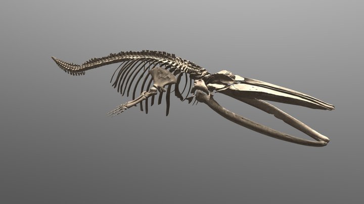 fin whale skeleton 3D Model