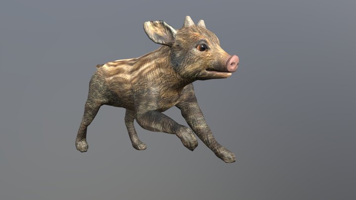 Shoat 3D Model