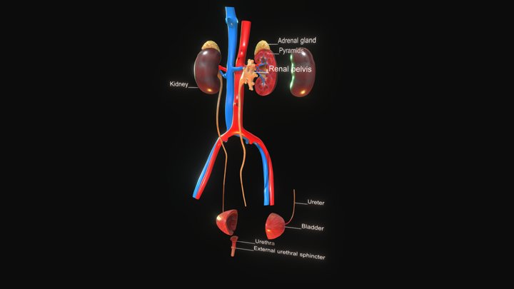 Urinary System 3D Model