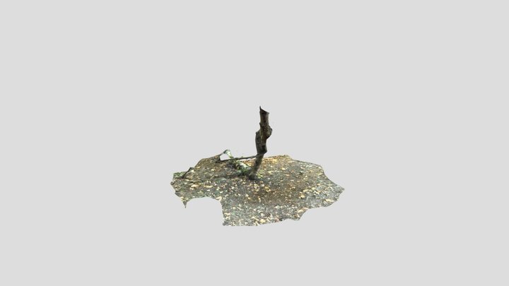 Emmanuel College Plane Tree 3D Model