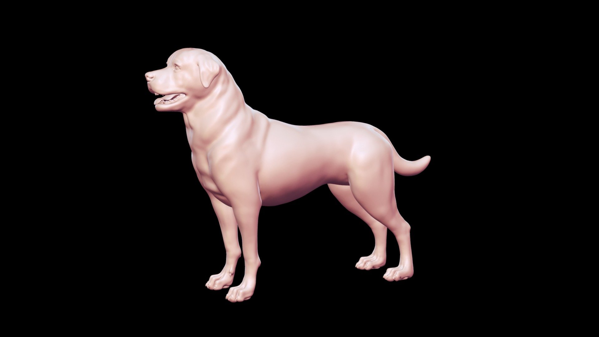 Rottweiler Base Mesh 3D model - Buy Royalty Free 3D model by Peternak ...