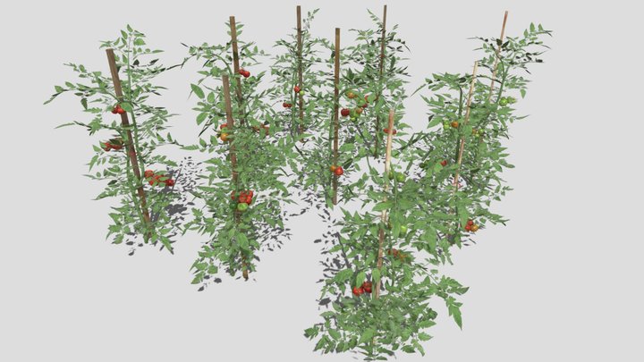 Tomato Plantation 3D Model