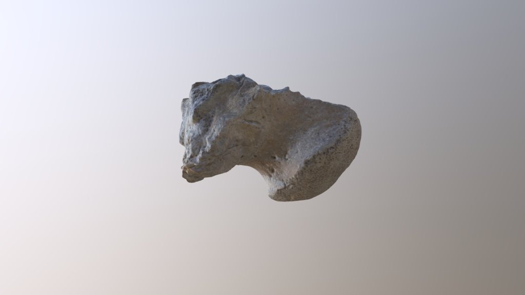 Thescelosaur Basioccipital
