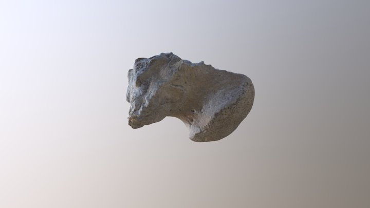 Thescelosaur Basioccipital 3D Model