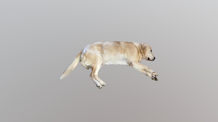 lying golden retriever dog