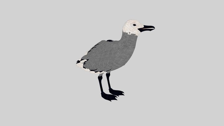 Gaviota Garuma 3D Model