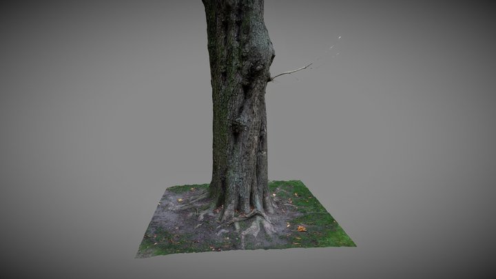 Old big tree 3D Model