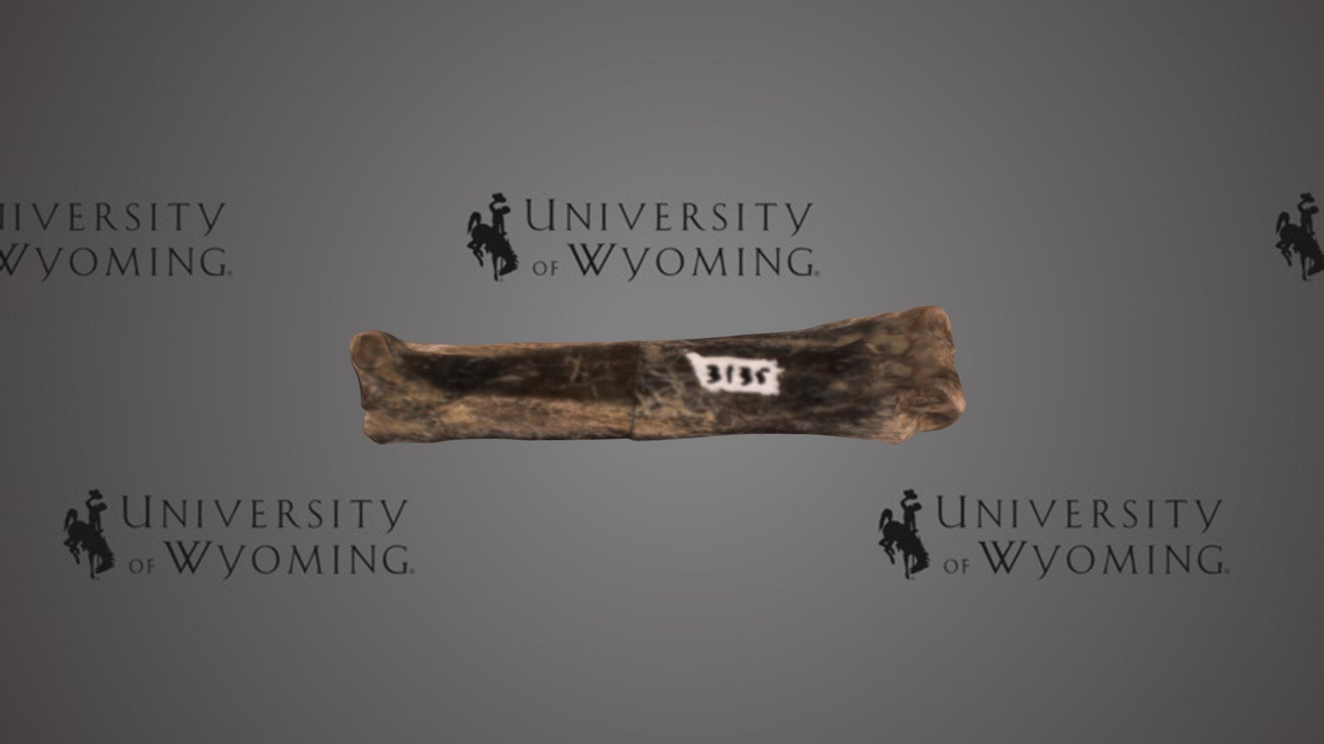 UW 3135 G - Hyrachyus sp., Partial Limb Bone