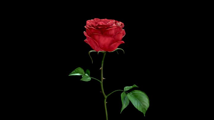 piano rose 3D Model