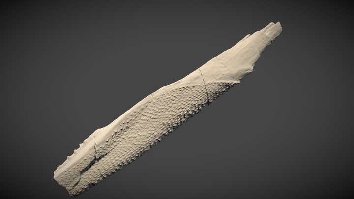 Dorsal fin spine of the shark Asteracanthus