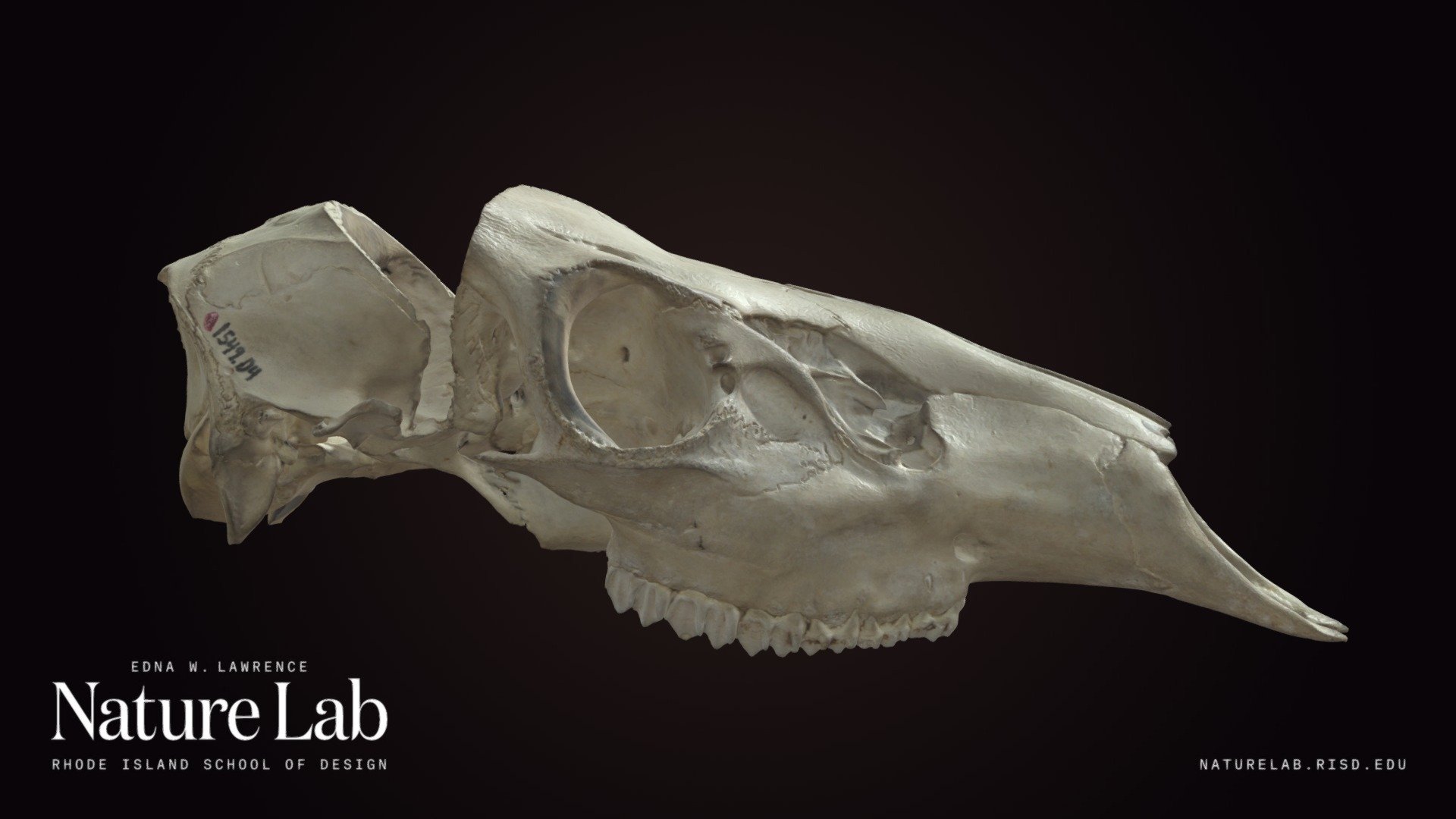 Deer Skull