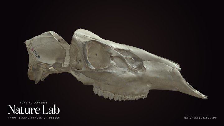 Deer Skull