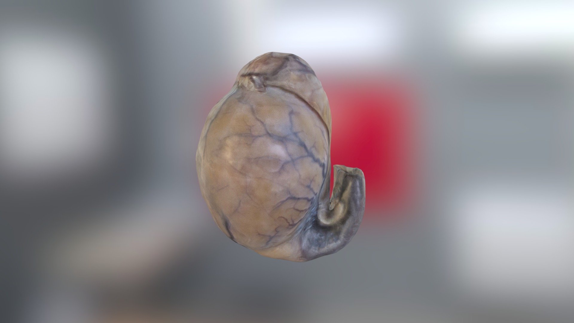 Testicule de chien Download Free 3D model by Philippe C (actarus83) [fbf7fe4] Sketchfab