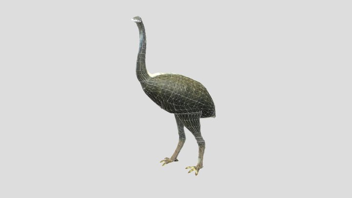 giant moa bird 3D Model